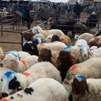 کاور چاق وبزغاله و.. گوسفند روستایی