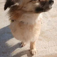 فروش واگذاری سگ|سگ|بجنورد, |دیوار