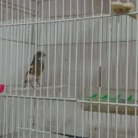 قناری نر مست خون و ماده آماده|پرنده|مشهد, رده|دیوار