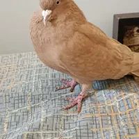 کبوتر زرد کاکولی نر|پرنده|شیراز, آبیاری|دیوار