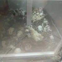 جوجه بلدرچین ۶ روزه