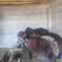 میش داشتی کیلویی