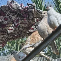 کبوتر خانگی.زینتی|پرنده|بستک, |دیوار