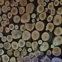 درخت قلمه بید تحویل در کارخانه