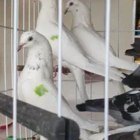 فروش کبوتر میناب