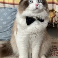 گربه برای جفت گیری