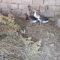 غاز