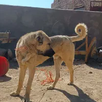 سگ پژدر|سگ|شراء, |دیوار