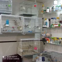 سهره قناری|پرنده|ایلام, |دیوار