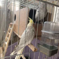 طوطی عروس هلندی|پرنده|هشتگرد, قاسم آباد بزرگ|دیوار