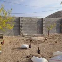 مرغ وخروس محلی