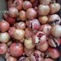 انار تازه ،ناردونه ،رب انار|خوردنی و آشامیدنی|شیراز, گلشن|دیوار