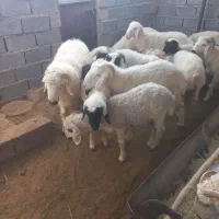 بره نر|حیوانات مزرعه|رفسنجان, |دیوار