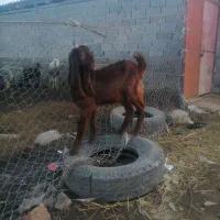 فروش بزغاله پاکستانی