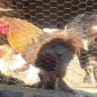 خروس برهما قیمت ۲،۱۰۰