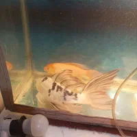 دوعدد ماهی کوی پوست چرم و باله بلند|ماهی|مشهد, حضرت حجت|دیوار