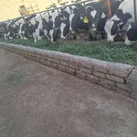 گوساله نر هلشتاین