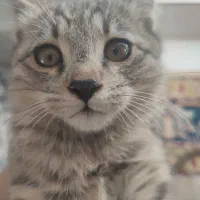 بچه گربه|گربه|نیشابور, گنبد سبز|دیوار