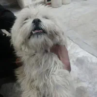 واگذاری پاکوتا