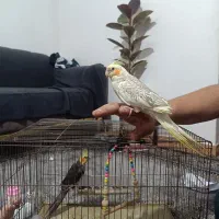 عروس هلندی|پرنده|رشت, جماران|دیوار