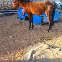 اسب نریان سه سال