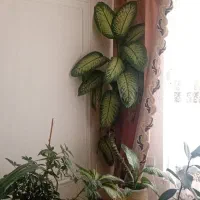 گل دیفن مادر با گلدان