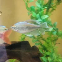 ماهی تترا کنگو کمیاب|ماهی|شیراز, شهرک بهشتی|دیوار