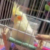 عروس هلندی 1 ساله