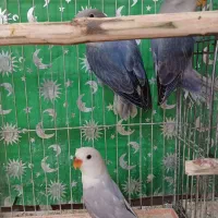 طوطی برزیلی|پرنده|اقبالیه, |دیوار