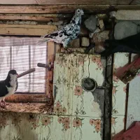 کبوتر|پرنده|آباده, |دیوار