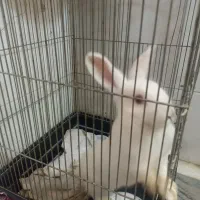 خرگوش خانگی فول اهلی