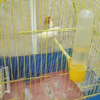 قناری ماده|پرنده|بروجرد, |دیوار