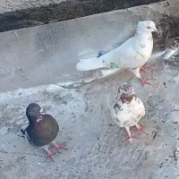 3عدد کبوتر دونه ای 200هزار|پرنده|نورآباد, |دیوار