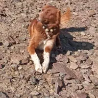 سگ گله ای