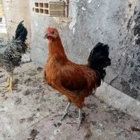 خروس جوان|حیوانات مزرعه|قم, انصار‌الحسین|دیوار
