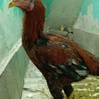 مرغ لاری سفید و خروس لاری و تعداد 15عدد جوجه لاری