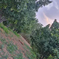 باغ گلابی و شلیل شمس|فروش دفتر صنعتی، کشاورزی، تجاری|کرج, فاز ۴ مهرشهر|دیوار