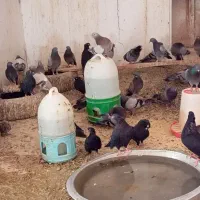 یک تیپ کفتر درجه یک موجوده کسی خواست|پرنده|اصفهان, خواجو|دیوار