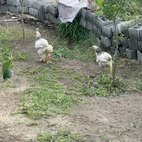 جوجه برهما سه ماهه