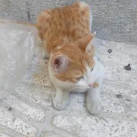 گربه خانگی
