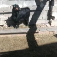 بز و کهره|حیوانات مزرعه|بهبهان, |دیوار