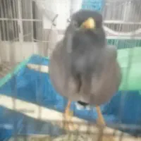 مرغ میناسخنگو