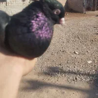 دوتا کبوتر فره دوتا سیاه|پرنده|کشاورز, |دیوار