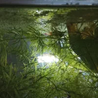 پلاتی خونی|ماهی|ارومیه, |دیوار