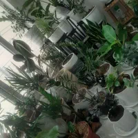 فردش تعدادی گل اپارتمانی