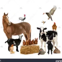 استخدام اقا و خانم در داروخانه دامپزشکی