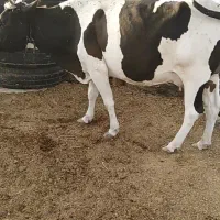 فروش گاو شیری آرام مخصوص در خونه|حیوانات مزرعه|کوخرد هرنگ, |دیوار