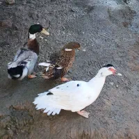 اردک نروماده تخمگذار
