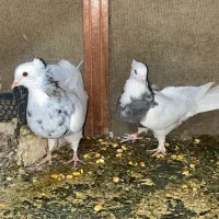 کبوتر پلاکی