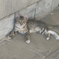 واگذاری رایگان بچه گربه